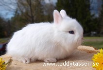 Teddytassens Hugolina
