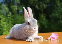 Teddytassens Ikaros