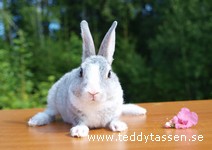 Teddytassens Imilia
