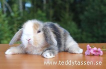 Teddytassens Ingemund