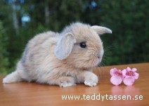 Teddytassens Ingrid
