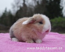Teddytassens Jennifer