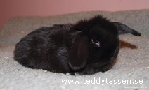 Teddytassens Jing
