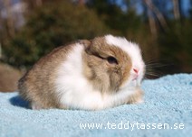 Teddytassens Kajsa