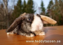 Teddytassens Kaktuz (satinrex)