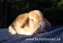 Teddytassens Kalle