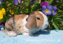 Teddytassens Kamelen