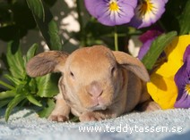 Teddytassens Kanga
