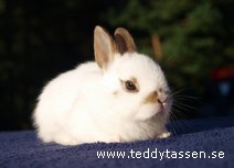 Teddytassens Karla