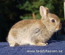 Teddytassens Karolina