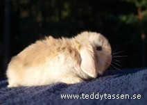 Teddytassens Kaspen