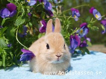 Teddytassens Kattis