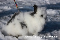 Teddytassens Katty
