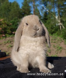 Teddytassens Kexet
