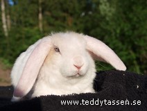 Teddytassens Kimba