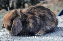 Teddytassens Klara