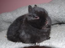 Teddytassens Klas