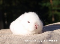 Teddytassens Klasse