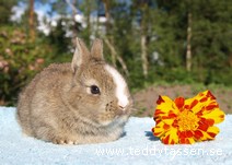 Teddytassens Klematis