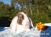 Teddytassens Knorren