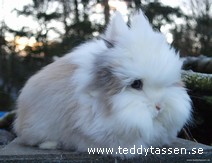 Teddytassens Kottan