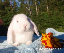 Teddytassens Krabaten