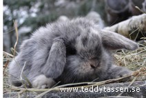 Teddytassens Kramis