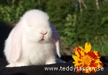 Teddytassens Krasse