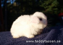 Teddytassens Krattan