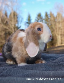 Teddytassens Laban (satinrex)