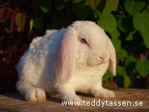 Teddytassens Lacky