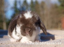 Teddytassens Lajka