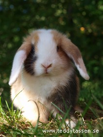 Teddytassens Lambada