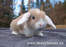 Teddytassens Lambis