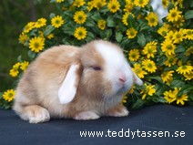 Teddytassens Lammis (satin)