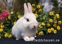 Teddytassens Lattjo