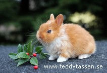 Teddytassens Lava (satin)