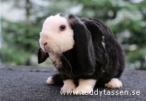 Teddytassens Leffelina (rex)