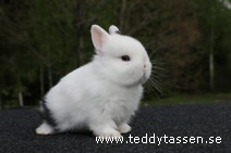 Teddytassens Legend