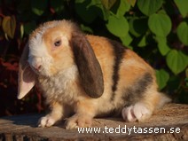 Teddytassens Legolas (rexpälsad)