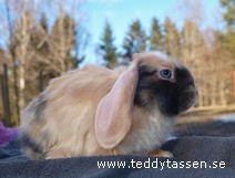 Teddytassens Lena (satin)