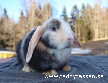 Teddytassens Lenny (satin)