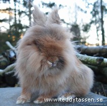 Teddytassens Leo