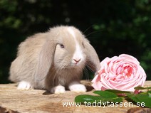 Teddytassens Leoline