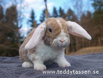 Teddytassens Lerik (rexpälsad)