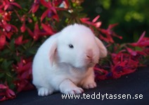 Teddytassens Leroy