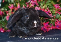 Teddytassens Lesley (rexpälsad)
