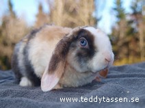 Teddytassens Lex (satinrex)