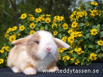Teddytassens Light (satin)