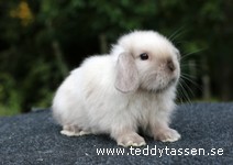 Teddytassens Liljan (satin)